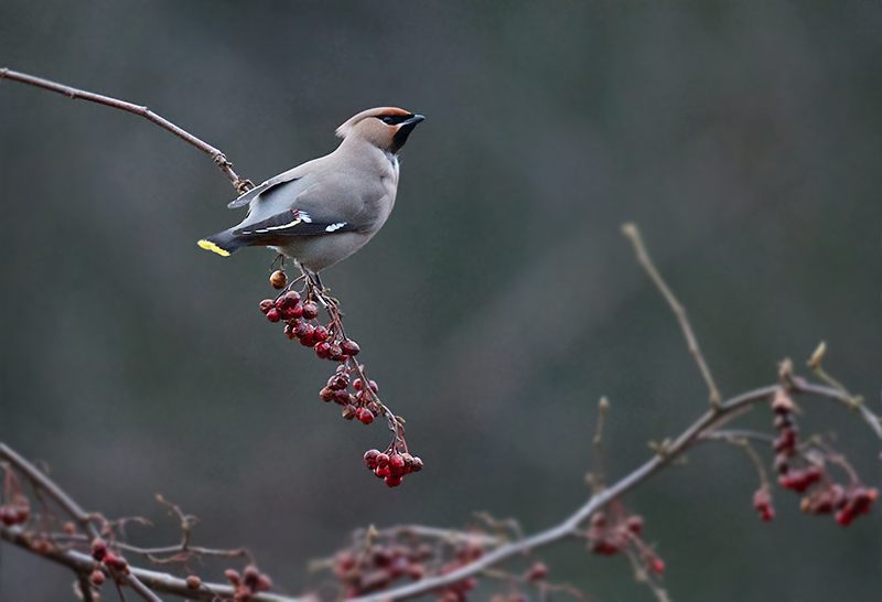 Sidensvans - Bohemian waxwing (Bombycilla garullus).jpg